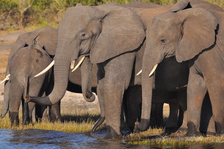 elephant-3325312_1280