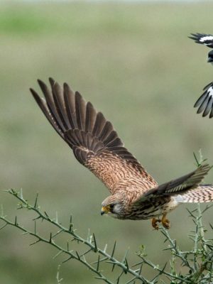 birds at manyara