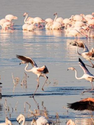 flamengos at manyara