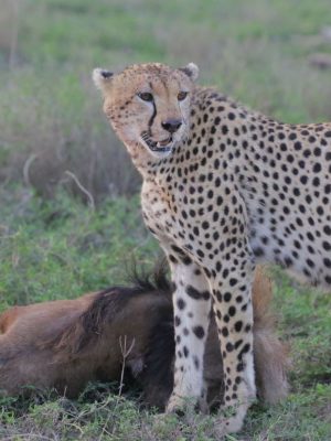 group of cheetah 7