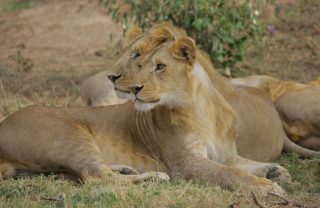 group of lions 3