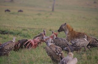 hyenas and valtures 1