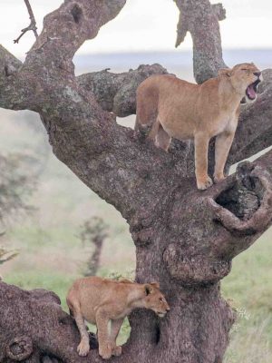 lions at manyara