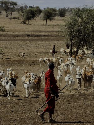 maasai-herdsman-802888_1280