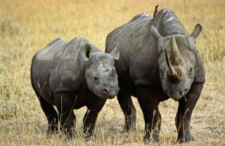 rhino1